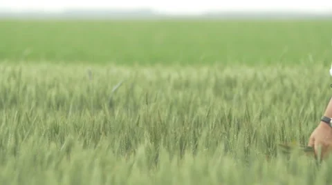 Man walking and looking at his wheat field with a wheat sheaf Stock Footage 51072383