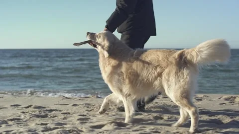Man walking and playing with his golden retriever on a sea beach. Video stock 240740473