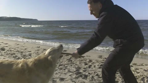 Man walking and playing with his golden retriever on a sea beach. Video stock 240741011