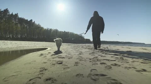 Man walking and playing with his golden retriever on a sea beach. Montage Video stock 240741255