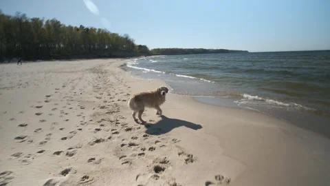 Man walking and playing with his golden retriever on a sea beach. POV shot Video stock 240874316