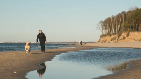 Man walking and playing with his golden retriever on a sea beach. Slow motion Stock Footage 240874359