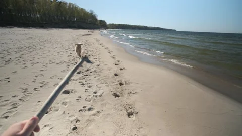 Man walking and playing with his golden retriever on a sea beach. POV shot Video stock 240874527