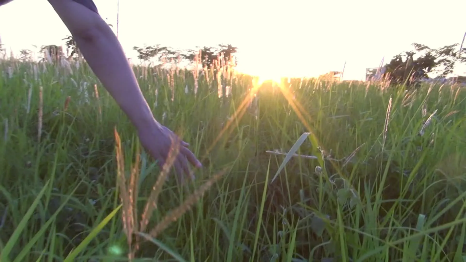 Man's hand touching grass walking through the field Stock Footage,#touching# grass#Man#hand