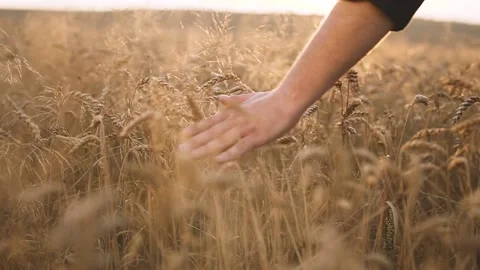Man Walking and Touching Wheat Stock Footage 195208375