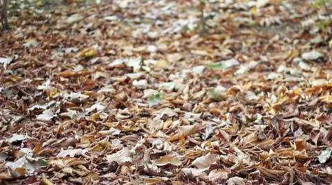 Man Walking in Autumn Video stock 9803931