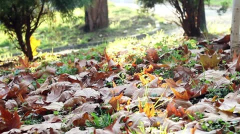 Man Walking in Autumn Stock Footage 9877520