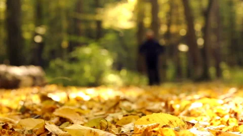 A man is walking in the autumn forest. Stock Footage 42470003