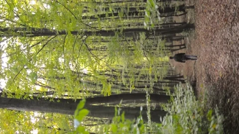 Man is walking in the autumn forest. Slow-motion horizontal video. Stock Footage 160449806