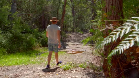 Man walking away from camera on a bush track, past a stream, wide shot Stock Footage 149018739