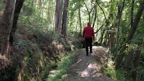 Man walking away on a lush forest trail Stock Footage 344531125