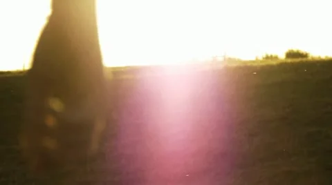 Man Walking Away, Slow Motion, Color Corrected Video stock 12531686