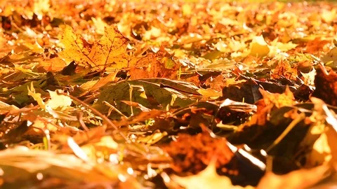 Man walking away through fall leaves Stock Footage 75402692
