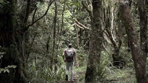Man walking with backpack through forest climbing stairs, new zealand Stock Footage 220862349