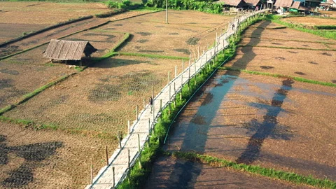 Man walking on bamboo bridge surrounded with rice fields. Su tong pae Bridge Stock Footage 250624254