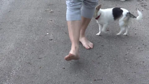 Man walking barefoot on the road carrying boots while a curious Chihuahua w.. Stock Footage 339355407