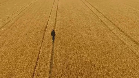 Man Walking in a Barley Field Stock Footage 78856678