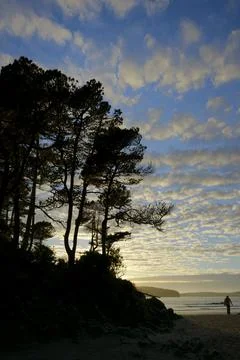 Man walking on the beach below gnarled trees at sunset, Tonquin Beach, Tofino Stock Photos