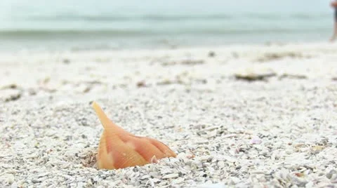 Man Walking on Beach - Shell Close Up Stock-Footage 18007354
