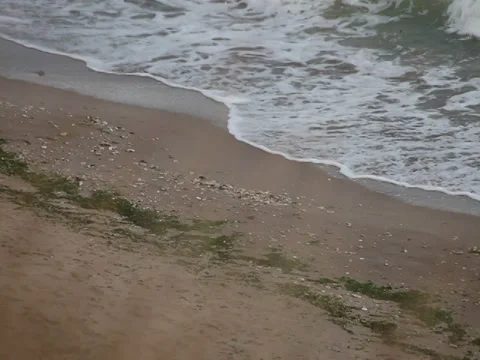 Man walking beach shore Stock Footage 38915017