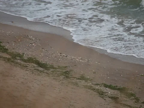 Man walking beach shore Stock Footage 38915018