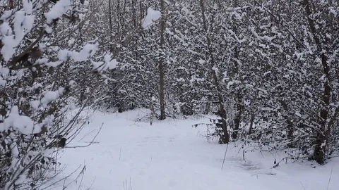 Man walking in beautiful winter landscape 動画素材 70209518