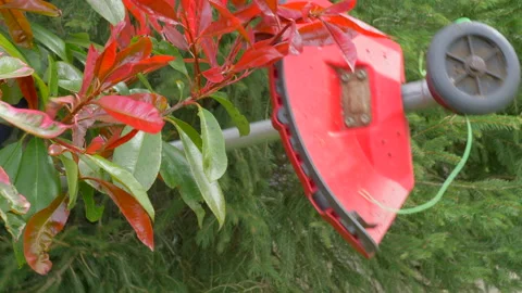 Man walking between pink bush and green tree carrying garden / yard strimmer. 스톡 동영상 154398553