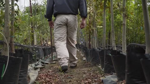 Man walking between trees at nursery Stockbeeldmateriaal 168241002