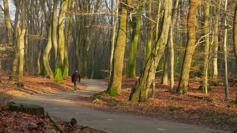 Man walking on a bicycle path in an autumn forest at sunset. Stock Footage 269186478