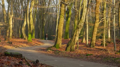 Man walking on a bicycle path in an autumn forest at sunset. Stock Footage 269189087