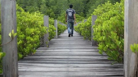 Man walking on the bridge of mangroves Stock Footage 55859623