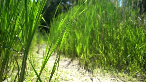 Man walking on bushes Stock Footage 133849779