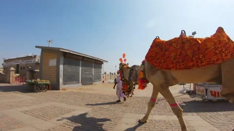 Man walking with camel on road at river at Dwarka, Gujarat, India Vidéo 165297557