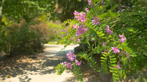 Man walking on camera  in the park near bush with purple flowers Stock Footage 63394750