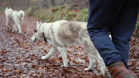 Man walking in cold autumn forest with two siberian husky dogs Stock Footage 146367338