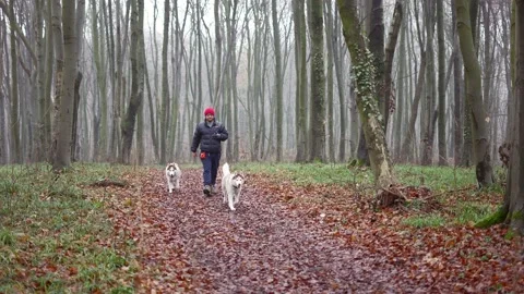 Man walking in cold autumn forest with two siberian husky dogs Stock Footage 146367378