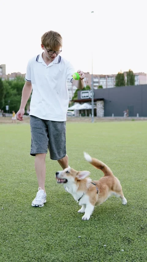 Man walking with corgi on grassy field, holding tennis ball.104 Stock Footage 345163637