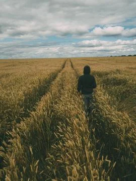 Man walking in a corn maze. Cloudy sky, golden corn. Stock Photos