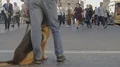Man walking in crowd with obedient dog on leash, hectic city life, slow-motion HD Footage