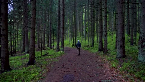 Man walking in the dark mountain forest in spring season. Hiking in forest Stock Footage 150593204