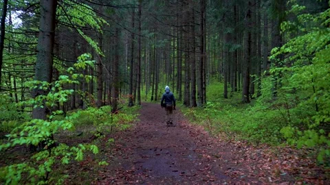 Man walking in the dark mountain forest in spring season. Hiking in forest Video stock 150593288