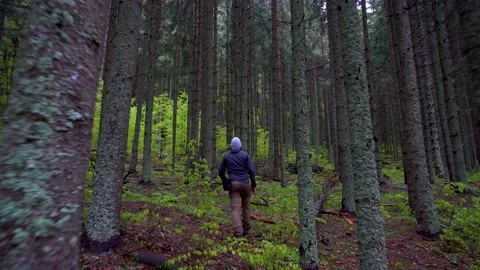 Man walking in the dark mountain forest in spring season. Hiking in forest Stock Footage 150593347