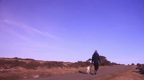 Man walking dog away from camera Stock Footage 47779916