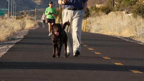 Man walking dog Stock Footage 1216142