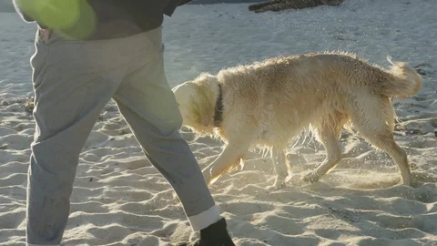 Man walking with dog Stock Footage 86565162