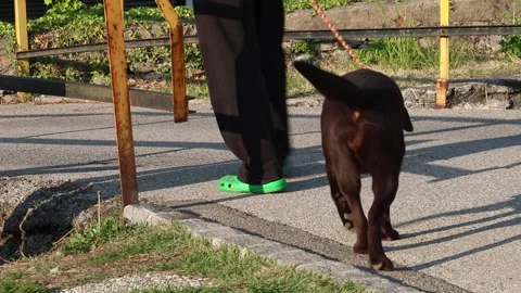 Man walking with dog Stock Footage 154492598