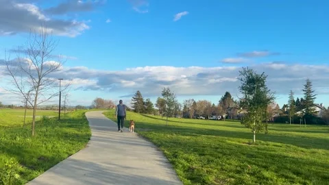 Man Walking Dog in Park Stock Footage 306804790