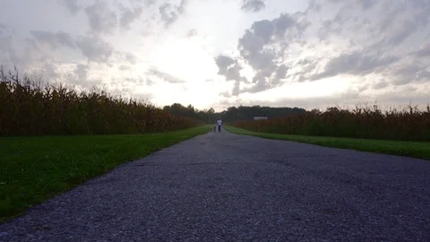 Man walking a dog on path between two corn fields Video stock 113732969