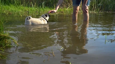 Man walking the dog by the river. Stock Footage 109064483