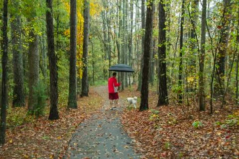 Man walking dog through fall trees stock free Stock Photos